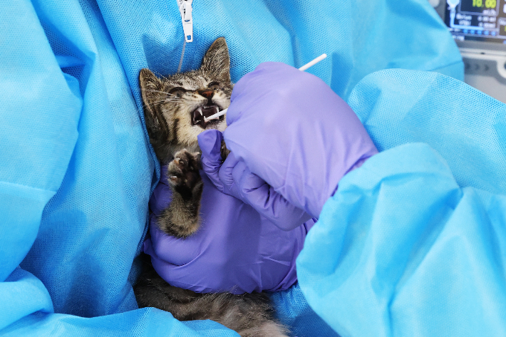 고양이 AI 검사. 연합뉴스 