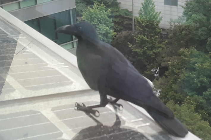 까마귀. 연합뉴스 