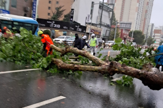 제6호 태풍 '카눈'이 10일 오전 부산에 근접한 가운데 부산 부산진구 한 도로에 나무가 쓰러져 교통이 통제되고 있다. 부산경찰청 제공