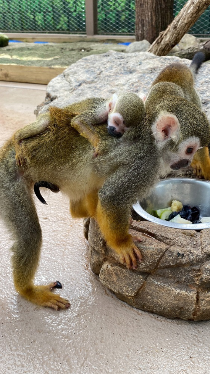 어미 등에 딱 달라붙어 있는 태어난 지 2주 된 '박람이'. 순천시 제공