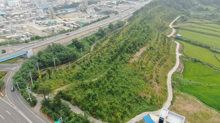 전남 여수 주삼동 여수국가산단 진입로 부근에 조성된 대기오염 물질 차단 대체녹지대 1구간. 여수시 제공