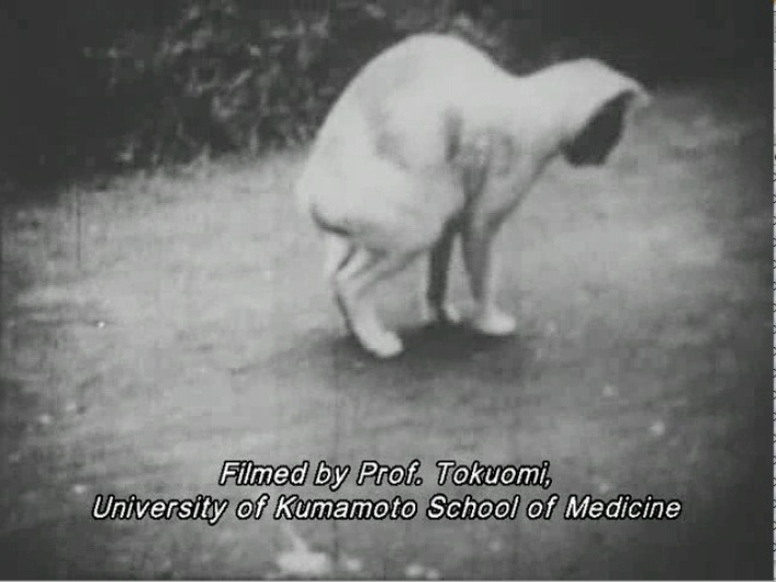 Cena de um vídeo de 1956 em que uma equipe de pesquisa do Hospital Universitário de Kumamoto, na cidade de Minamata, observou comportamento anormal em gatos envenenados com mercúrio.  Capture a evolução tóxica