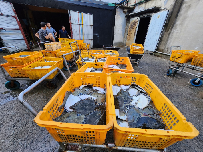 폐사어 수거. 전남도 제공