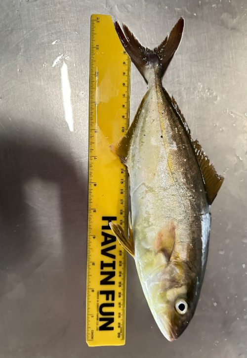 잿방어. 경남도청 제공 