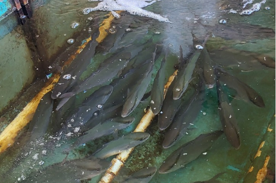 잿방어. 경남도청 제공 