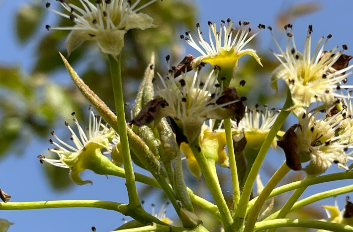 배 저온피해- 비정상 착과. 전라남도 제공
