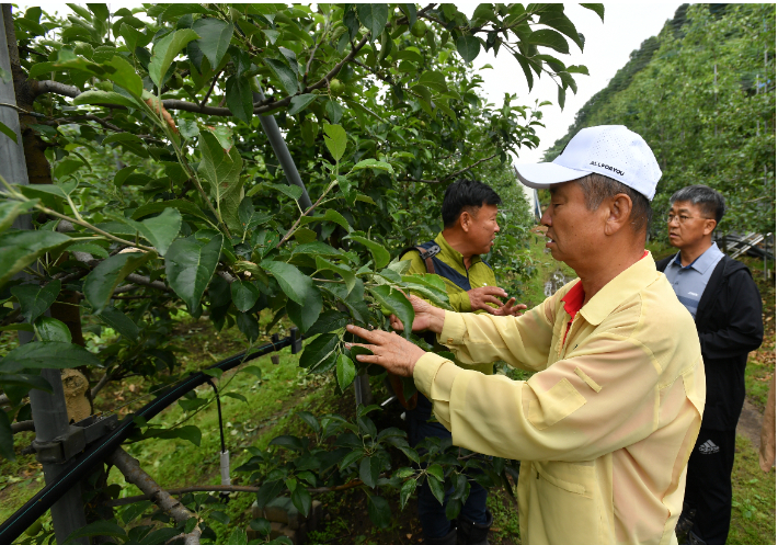  지난 6월, 최문순 화천군수가 우박피해를 입은 사과재배 농가를 방문해 피해상황을 점검하고 있다. 화천군 제공