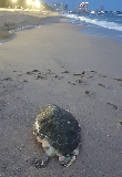 속초 외옹치해변서 해양보호생물 '붉은바다거북' 사체 발견
