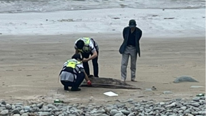 여수 돌산 해안가서 상괭이 사체 1구 발견