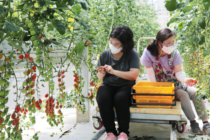 토마토를 수확 중인 푸르메소셜팜 직원들. 푸르메소셜팜 제공