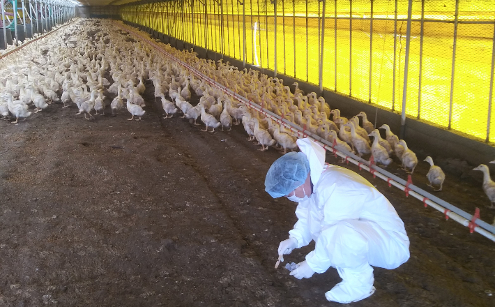 전남 무안.곡성 오리농장에서 조류인플루엔자 검사를 위한 분변을 채취하고 있다. 전라남도 제공 