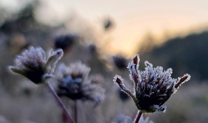 지난해 대관령에 핀 서리. 연합뉴스