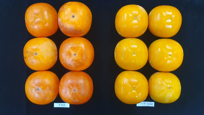 신선도 유지제인 1-DCP 처리한 단감. 경남도청 제공 