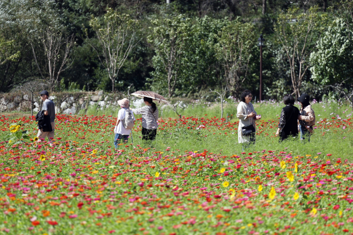 지난 5일 개막한 제16회 구절초꽃축제. 정읍시 제공