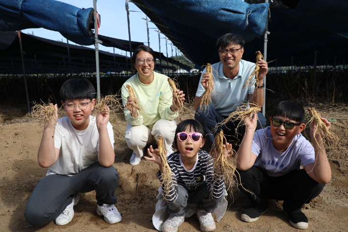 제 41회 금산세계인삼축제 대표 체험 행사 인삼캐기. 금산군 제공