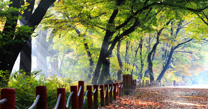 함양 상림숲길. 경남도청 제공 