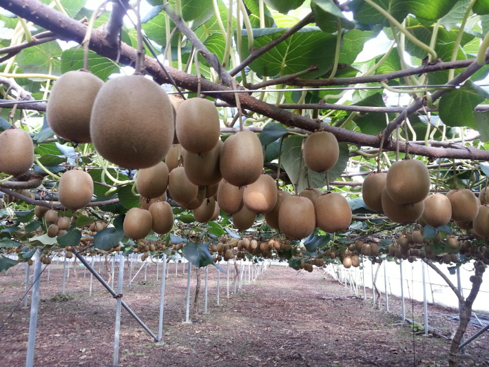 키위 재배 농가. 고흥군 제공