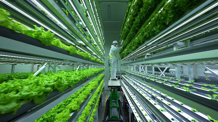 연암대학교 수직농장. 연암대학교 제공