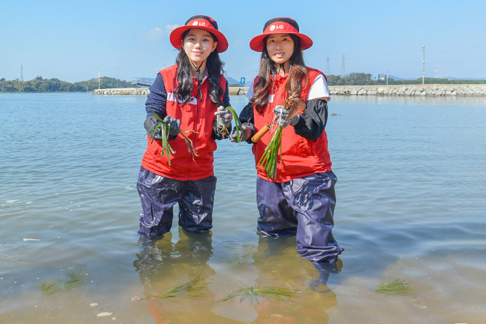 여수 대경도 인근에서 LG화학 임직원들이 잘피를 심고 있다. LG화학 제공