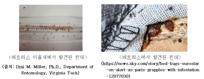 빈대는 주로 야간에 수면 중인 사람을 흡혈하기 때문에 침대 등 잠을 자는 위치와 가까운 곳에 많이 서식한다. 흡혈할 때만 잠시 나타났다가 다시 어두운 곳에 숨는다. 질병청 제공