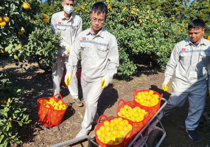 베트남 남딘성 출신 공공형 계절근로자들이 1일 서귀포시 남원읍 감귤농가에서 감귤 수확하는 방법을 배우고 있다. 김대휘 기자 