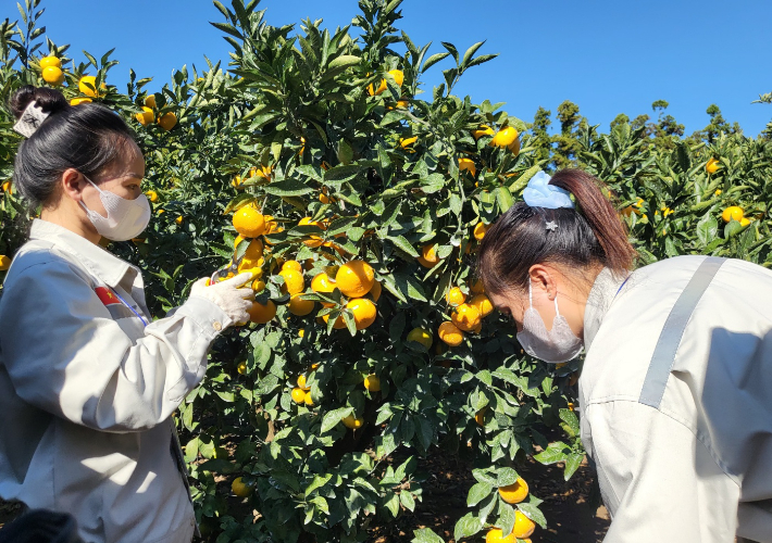 베트남 남딘성 출신 공공형 계절근로자들이 1일 서귀포시 남원읍 감귤농가에서 감귤 수확하는 방법을 실습하고 있다. 김대휘 기자 