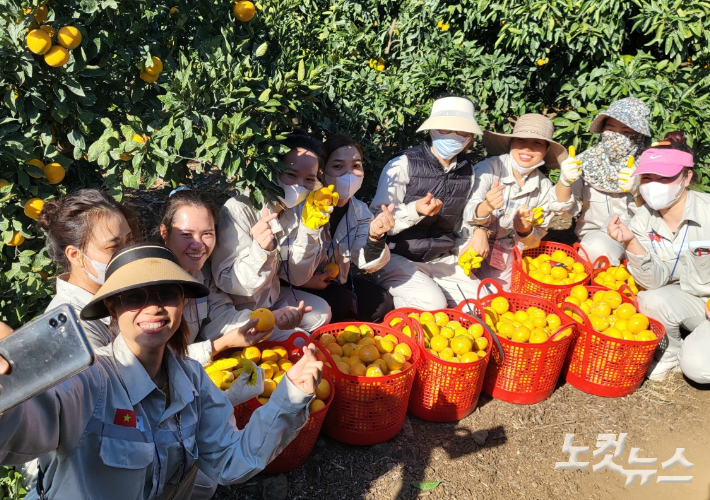 베트남 남딘성 출신 공공형 계절근로자들이 1일 서귀포시 남원읍 감귤농가에서 감귤 수확하는 방법을 배우며 기념 촬영을 하며 여유를 보이고 있다. 김대휘 기자 