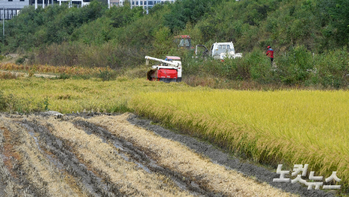 경기도 김포시 장기동 황금들녘에서 농민들이 벼를 수확하고 있다. 박종민 기자