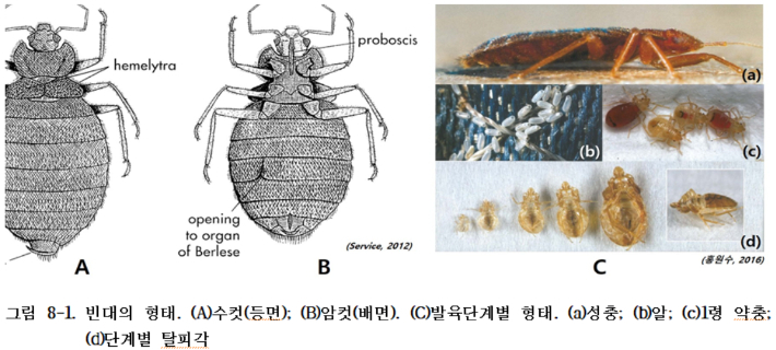 빈대의 형태적 특징. 질병관리청 제공