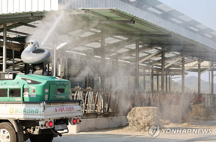 울산시 울주군 삼동면 한 축산농가에서 럼피스킨병 확산 방지를 위한 방역 작업이 이뤄지고 있다. 연합뉴스