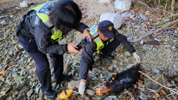 여수해경이 여수 돌산 해안가에서 발견된 상괭이 사체를 살펴보고 있다. 독자 제공
