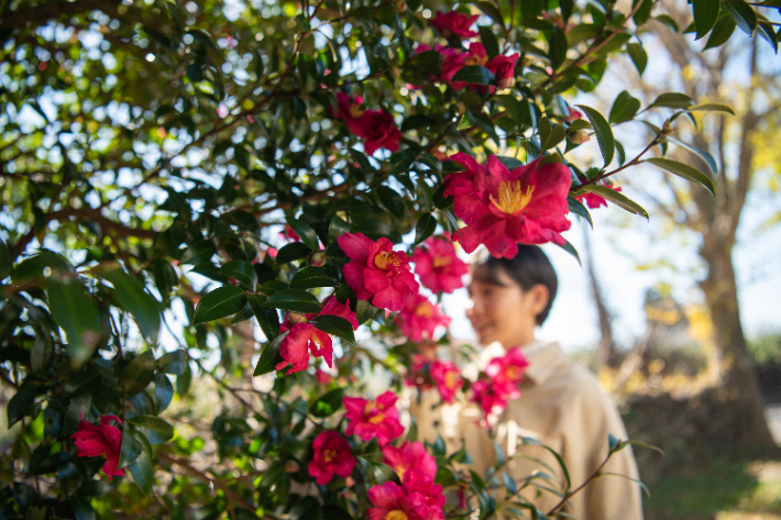 겨울 동백꽃을 만날 수 있는 신흥2리동백마을.제주관광공사 제공