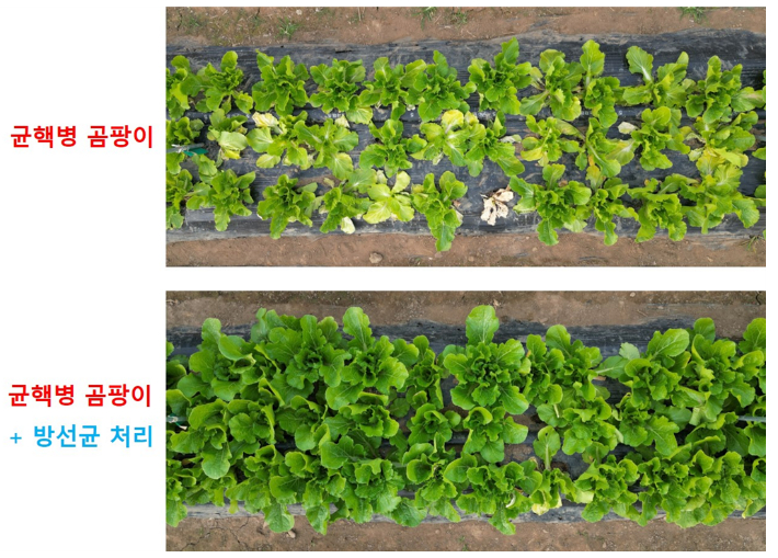 방선균의 균핵병 방제 효과. 국립생물자원관 제공