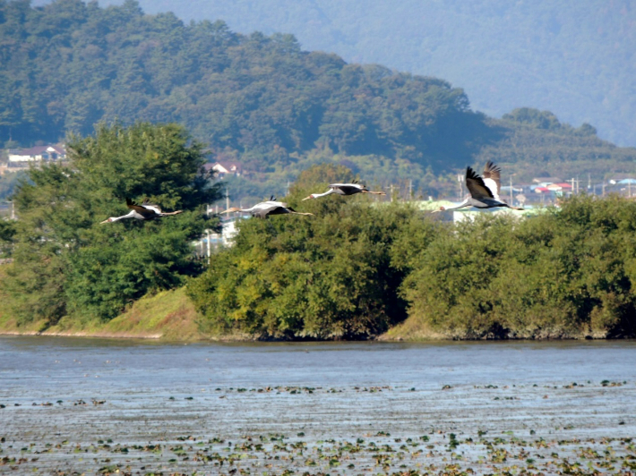 주남저수지를 찾은 재두루미. 창원시 제공