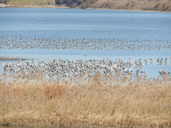주남저수지를 찾은 두루미. 창원시 제공