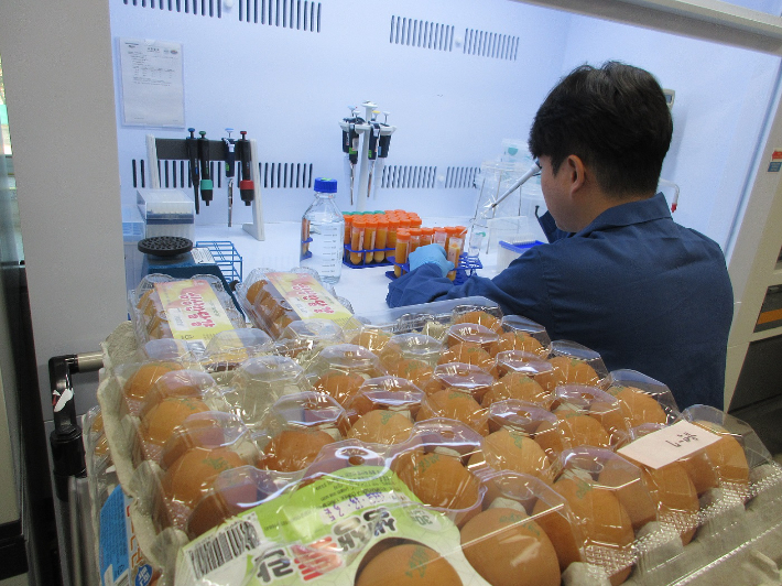 대전보건환경연구원 달걀 수거검사. 대전보건환경연구원 제공