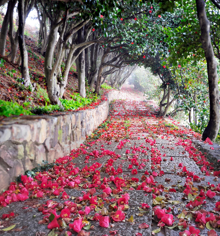 통영 장사도. 경남도청 제공 
