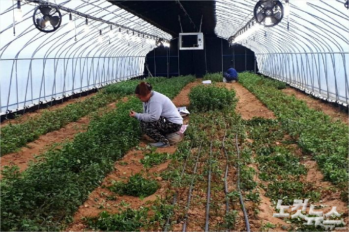 비닐하우스에서 일하고 있는 외국인근로자들. 전영래 기자