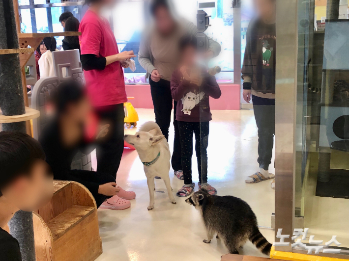 12일 오후 서울시 마포구의 한 동물 카페에서 라쿤이 관람객들에 둘러싸여있다. 류효림 인턴기자