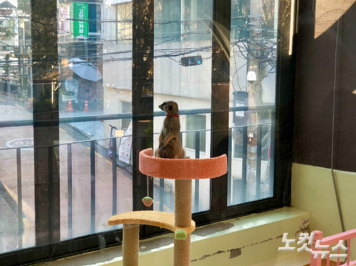 12일 오후 서울시 마포구의 한 동물 카페에서 미어캣이 창 밖을 보고 있다. 류효림 인턴기자