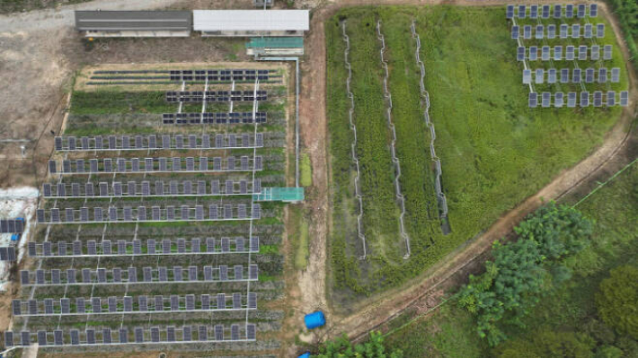 영남대 태양광 실증단지에서 벼와 파가 재배되고 있는 모습. 한화큐셀 제공