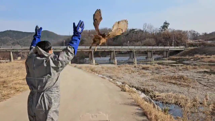 경북야생동물구조관리센터가 다친 부엉이를 치료한 뒤 자연으로 날려보내고 있다. 경북도 제공