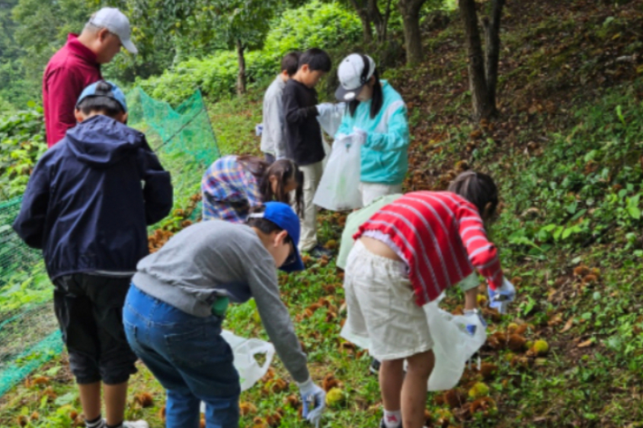 옥동초등학교 학생들이 지난 9월 13일 영월 태화산에서 밤줍기 행사를 했다. 영월 옥동초등학교 제공