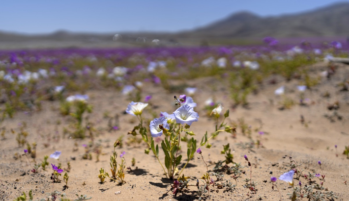 Wild Dog Invasion in Atacama, Chile: Tourist Destination Under Threat