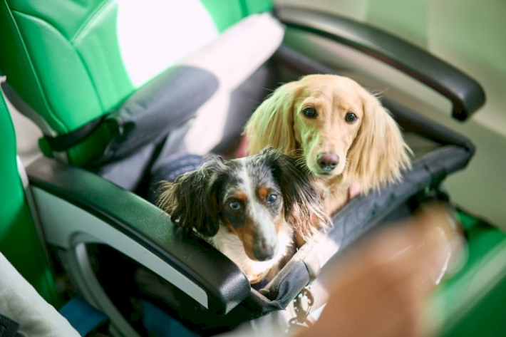 제주도가 동물복지 5개년 종합계획을 마련했다. 사진 제주관광공사 제공
