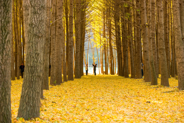 경주시 서면 도리마을 은행나무숲. 경주시 제공