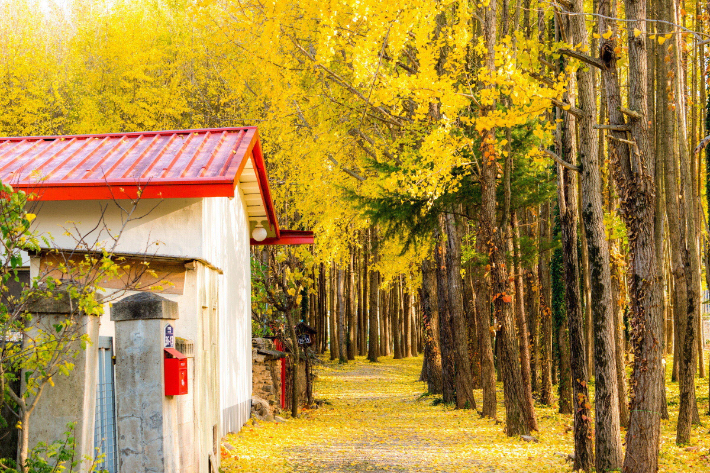 경주시 서면 도리마을 은행나무숲. 경주시 제공