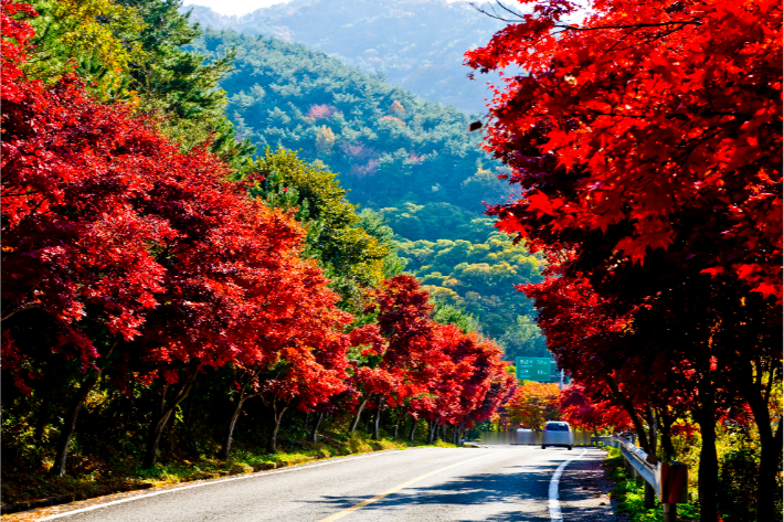 밤머리재 홍단풍 전경. 산청군청 제공