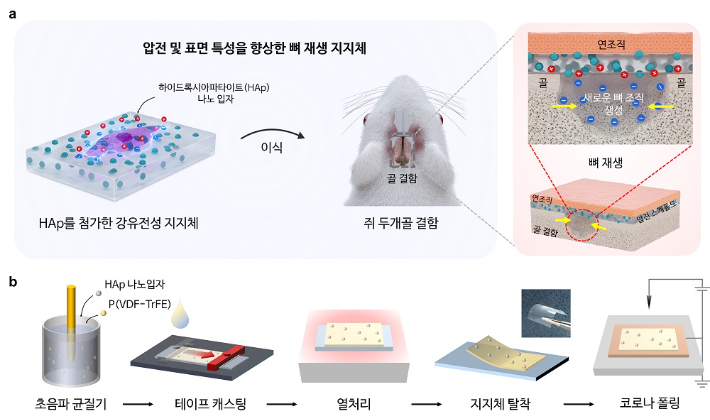 향상된 뼈 재생 메커니즘의 도식적 표현 및 하이드록시아파타이트 융합 P(VDF-TrFE) 스캐폴드의 제조 방법.한국과학기술원(KAIST) 제공