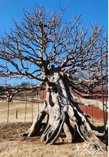 조선시대부터 살아온 모과목에서 역사가 느껴진다. 이재기 기자